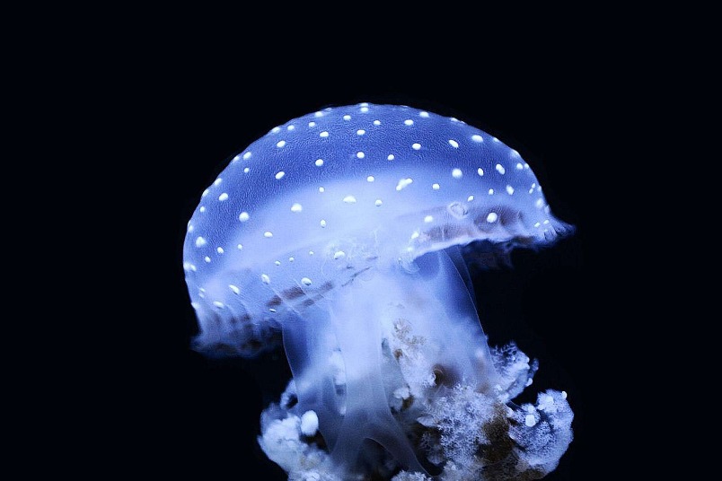 夢幻的水母