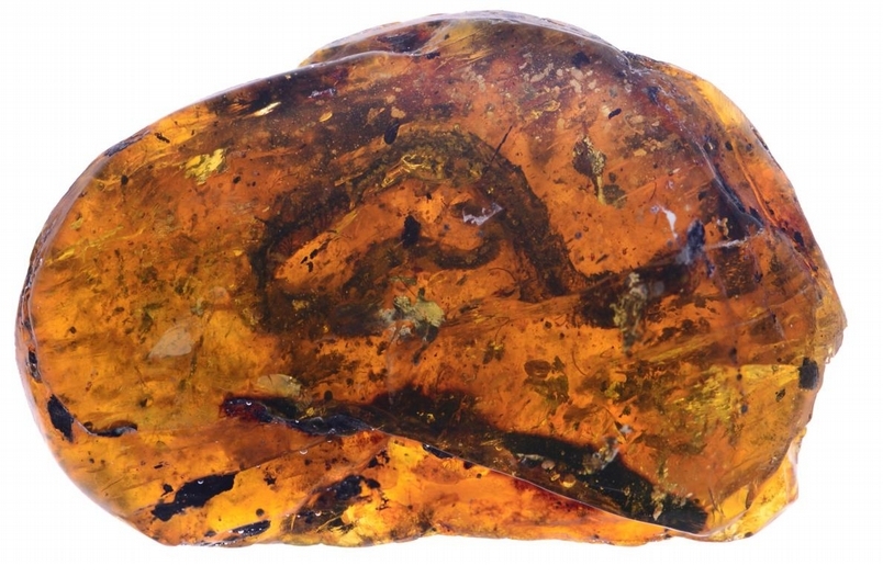 「琥珀藏蛇！」古生物學家首度在琥珀中發現幼蛇化石