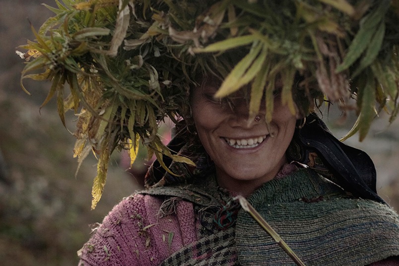 靠種植大麻維生的喜馬拉雅村莊