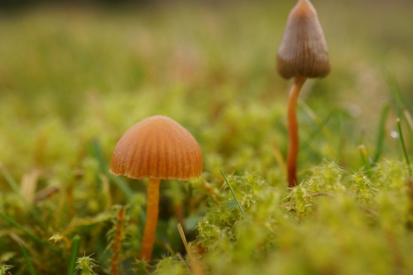 迷幻蘑菇有神奇療效 研究證實能「重設」憂鬱症患者大腦