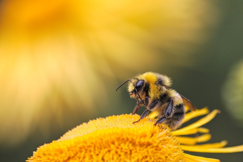 高溫難耐 暖化將使熊蜂數量減少 科學家憂影響植物遠距離傳粉
