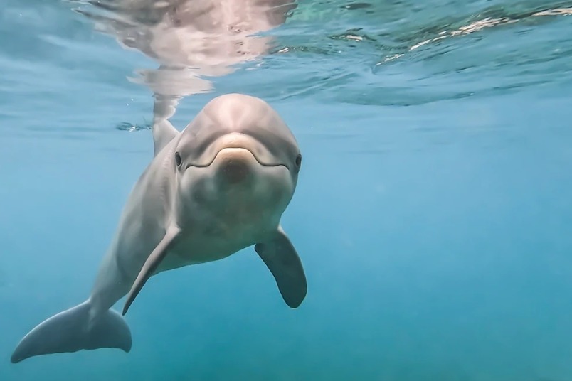 研究首度指出，海豚可以透過「味道」辨別朋友