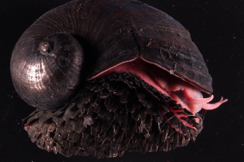 罕見深海鐵甲海螺 第一個因海底採礦而瀕危的物種