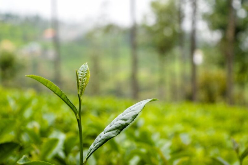 茶金歲月後，臺灣茶文化出現哪些新創的傳統？