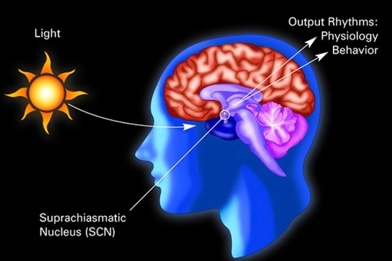 日光對大腦有影響，新研究可能能解釋其成因