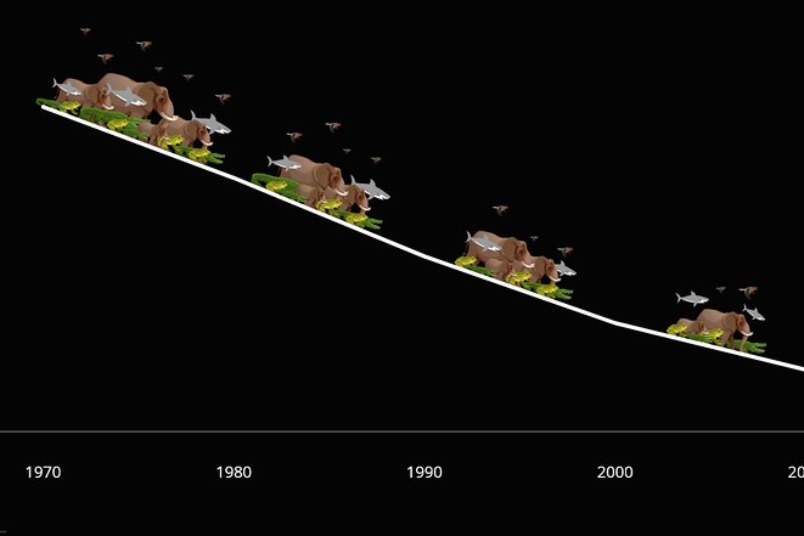 2022地球生命力報告：野生動物族群量48年平均下降69%