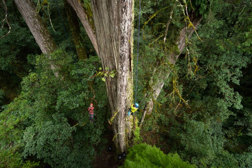 再挑戰「撞到月亮的樹」 79.1公尺桃山神木等身照出爐