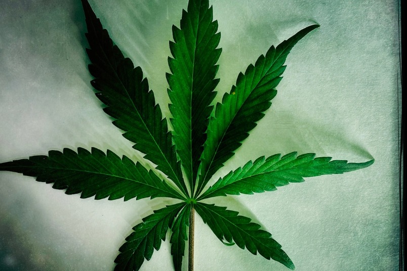 大麻緩解疼痛全是想像出來的嗎？
