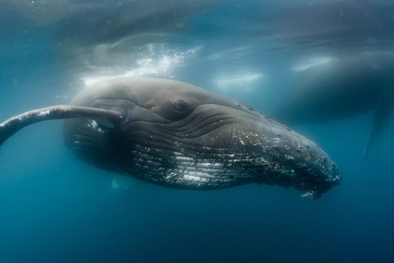 郵輪乘客巧遇罕見景象：1000頭鯨魚海上大會師 （內有影片）