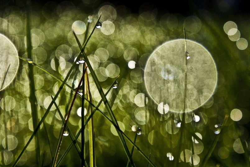 草葉與雨滴
