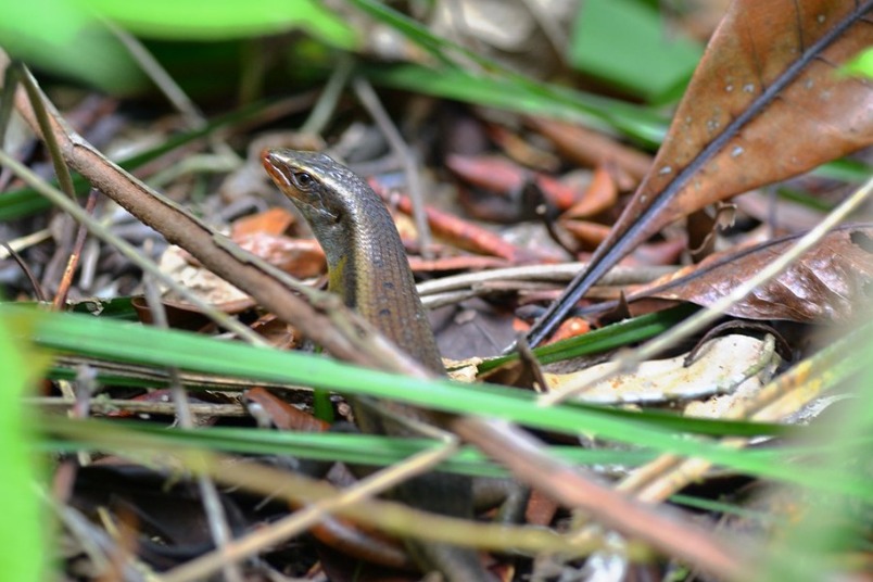 長尾真稜蜥的逆襲——臺灣最大的石龍子與外來入侵種的30年糾葛