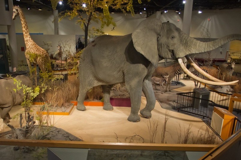 動物標本化學濃度超標 美營運40年自然史博物館結束營業
