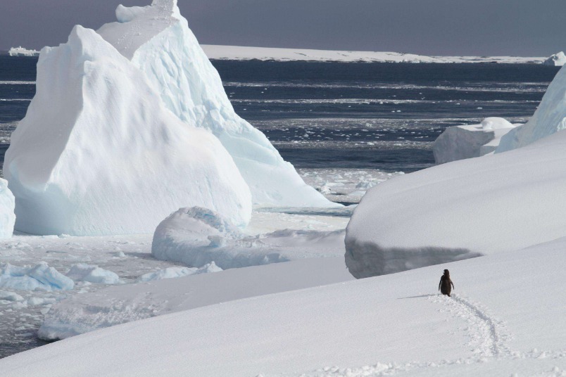 南極一景