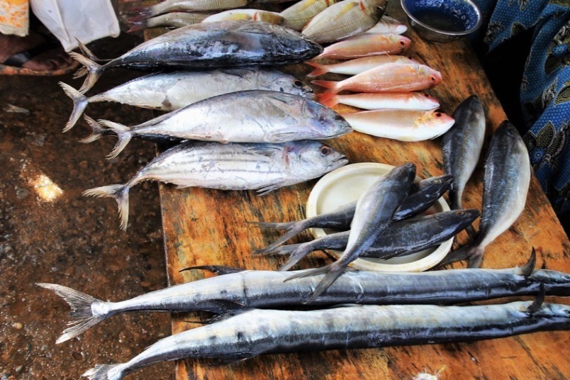 廢棄蝦殼讓魚魚變漂亮——天然增豔劑新材料