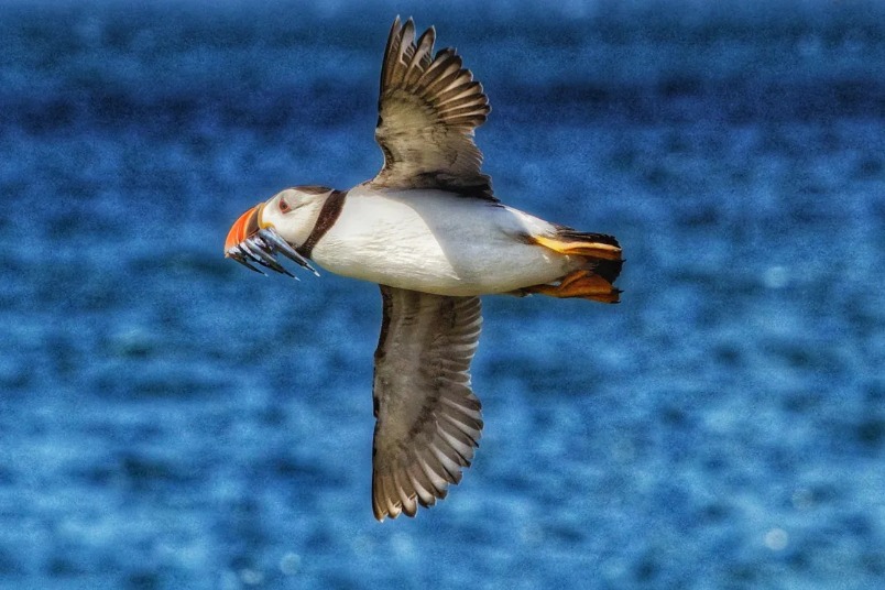 大西洋沿岸發現逾3.8萬隻海鳥屍體 歐洲十年來最嚴重集體死亡事件