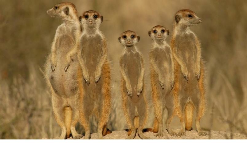 【動物好朋友】狐獴(Meerkat)