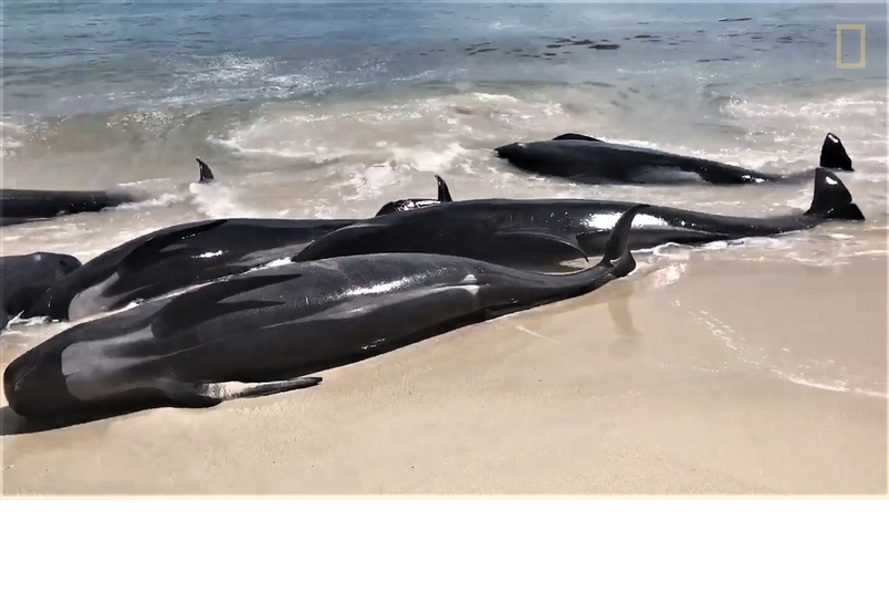 西澳150隻鯨魚大規模擱淺！原因何在？
