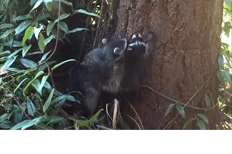 影片：小浣熊學爬樹