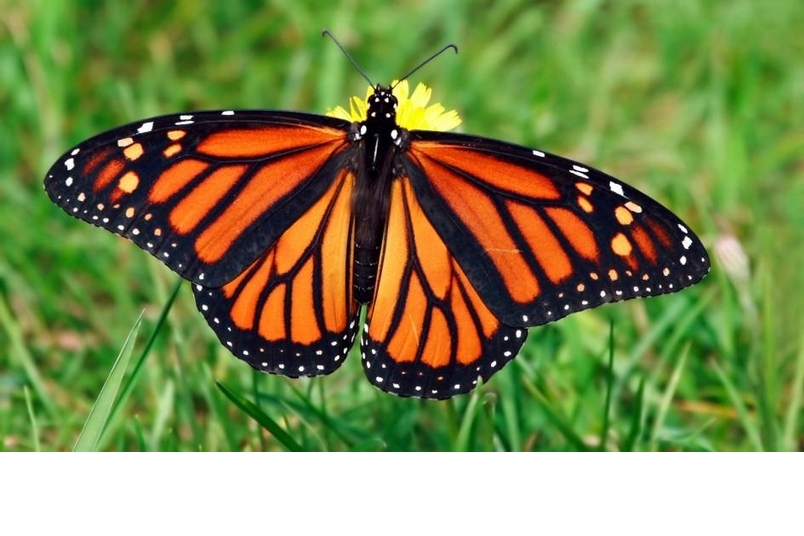 【動物好朋友】帝王斑蝶(Monarch butterfly)