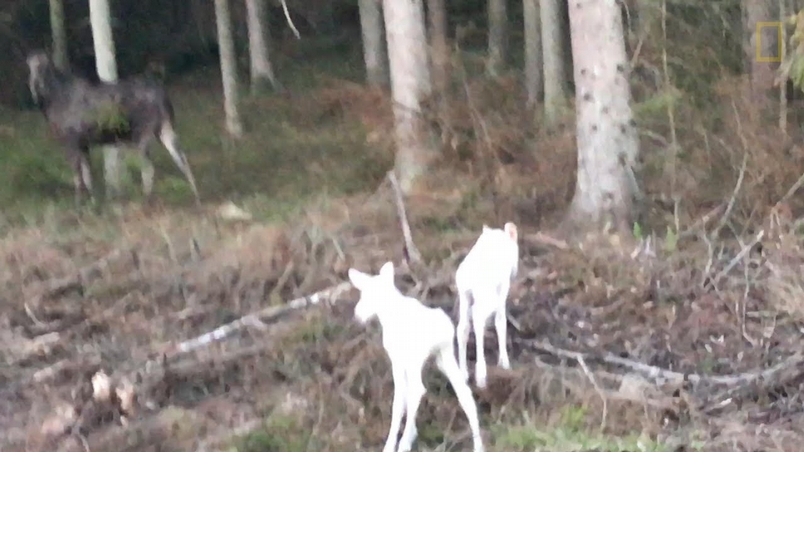 罕見畫面：夢幻的白色駝鹿雙胞胎