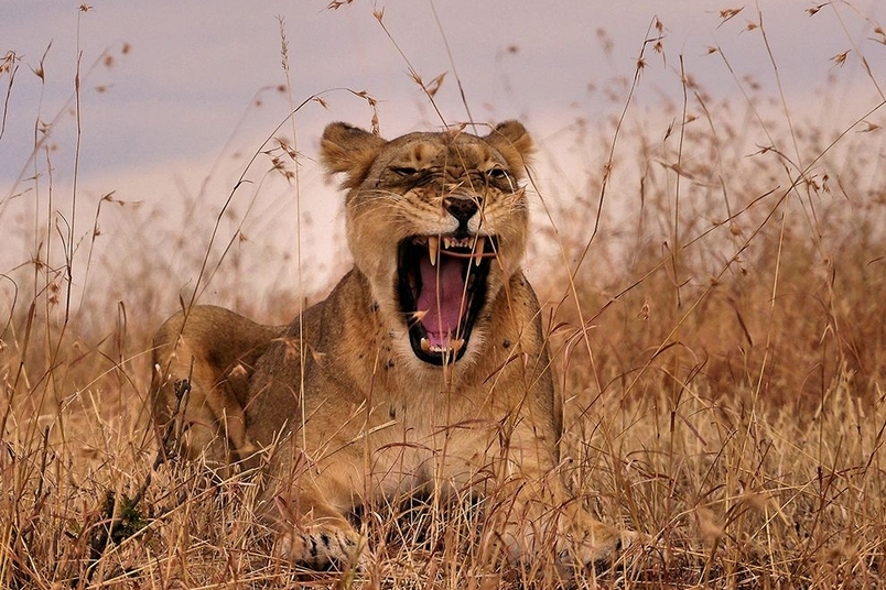 野性的呼喚：肯亞母獅