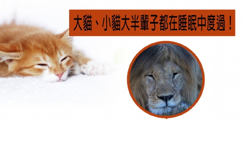 大貓小貓最需要的就是你的愛！