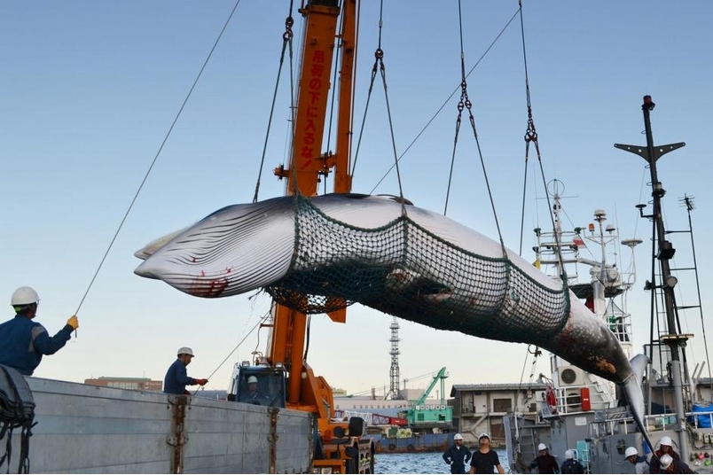 日本退出國際捕鯨委員會，將重啟商業捕鯨