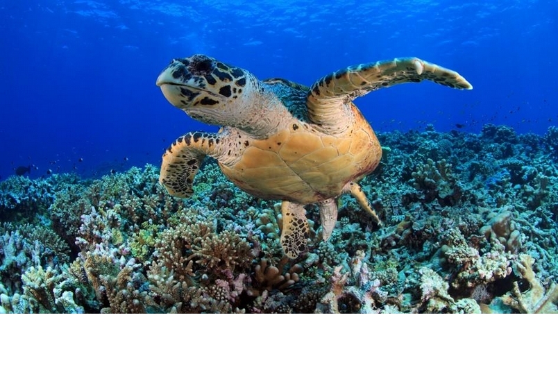 【動物好朋友】綠蠵龜(Green sea turtle)