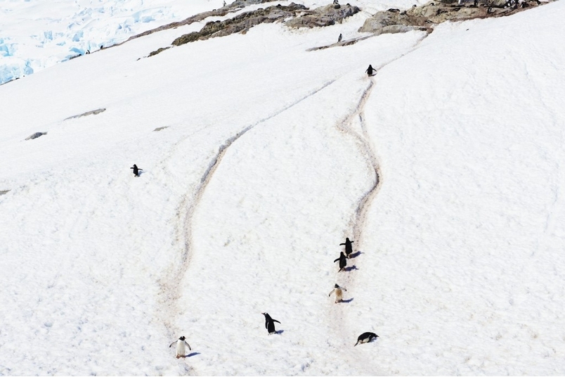 從企鵝公路到賭命追逐：南極動物生死鬥