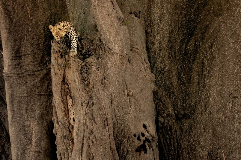奧卡凡哥三角洲：花豹