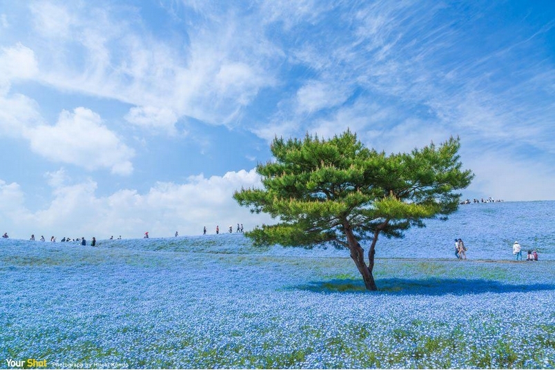 花海