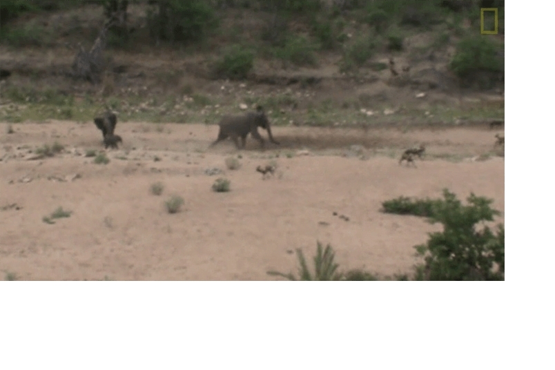 母象從野犬群中救出小象