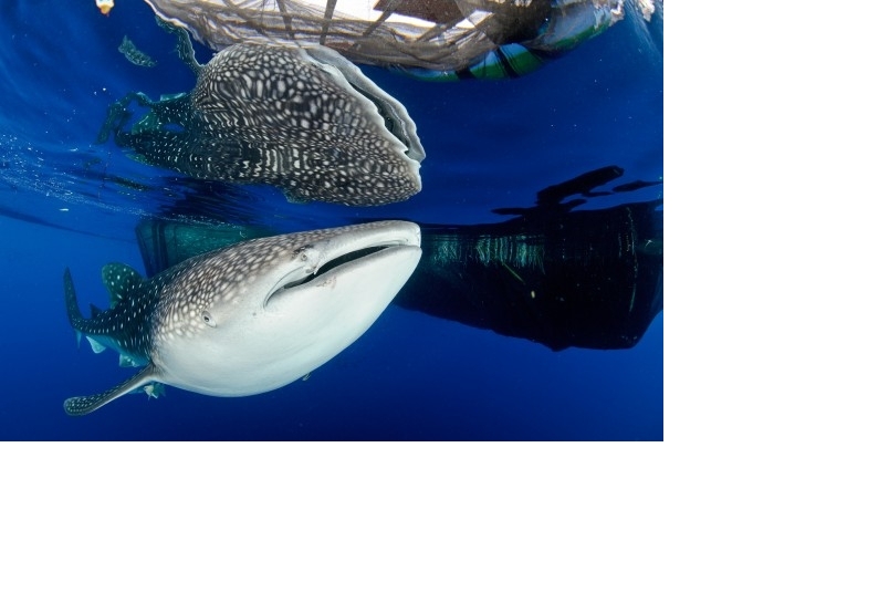 手機簡訊拯救了遭困的鯨鯊