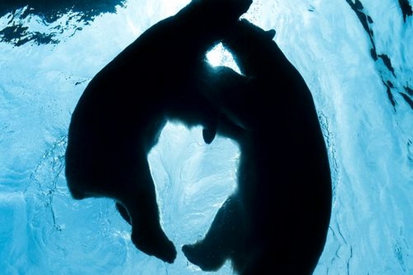 北極熊探戈舞