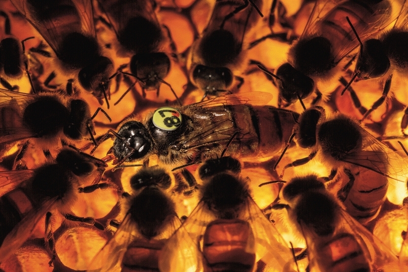 影像藝廊：打造超級蜜蜂