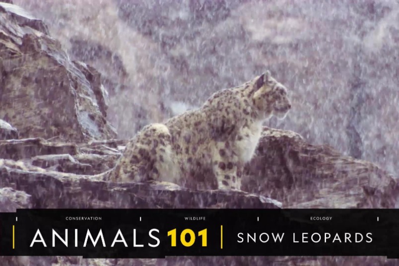 101動物教室：神祕的山中幽靈──雪豹