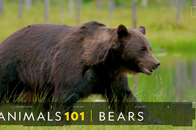 101動物教室：熊