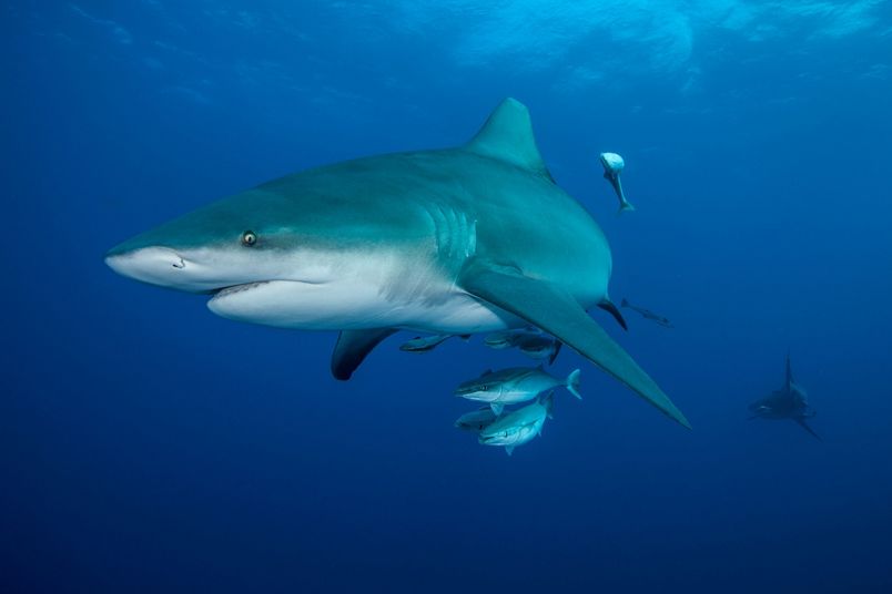 完成「不可能的旅程」，鯊魚如何泳渡七千多公里？